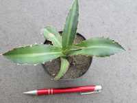 Agawa kolekcjonerska - Agave lophantha latifolia