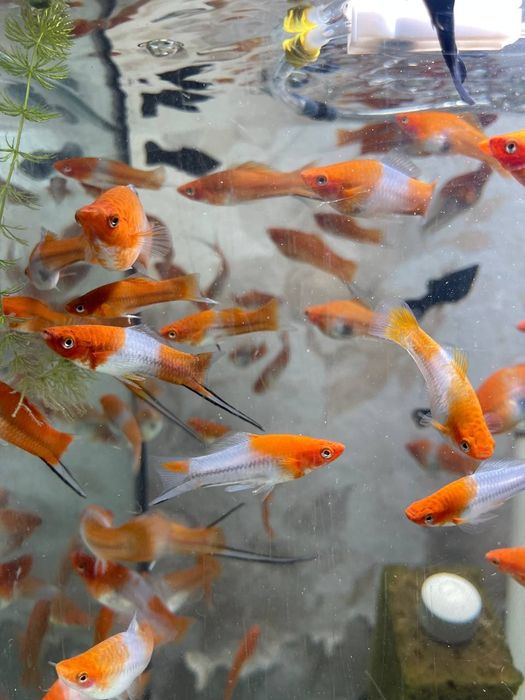 Акваріумні рибки