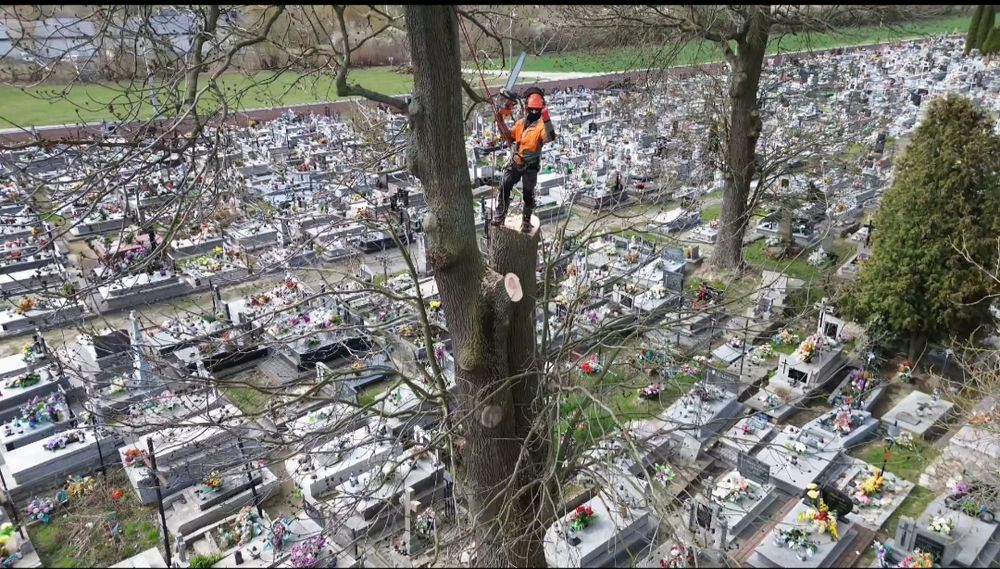 Wycinka Drzew Alpinistycznie Profesjonalnie