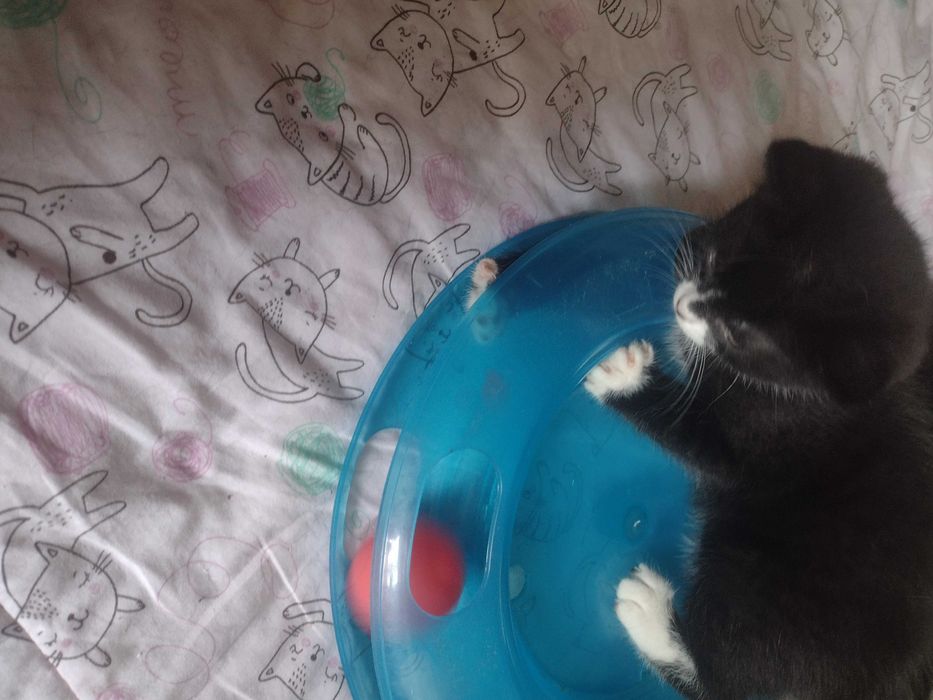 Dwa maluchy do poduchy