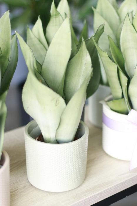 Сансевиерия moonshine муншайн сансевьерия сортовая высокорослая