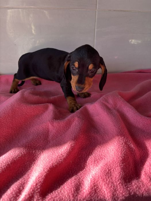 Teckel femea miniatura