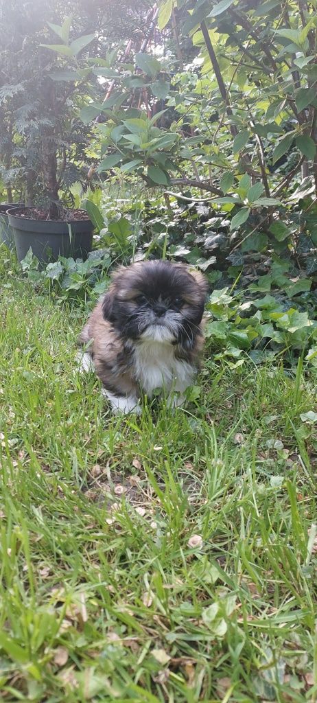 Shih tzu- szczeniak