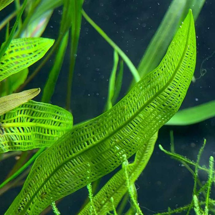 Aponogeton Madagascariensis