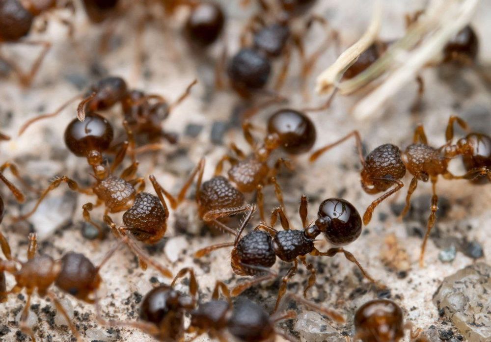 Екзотичні мурахи Pristomyrmex punctatus