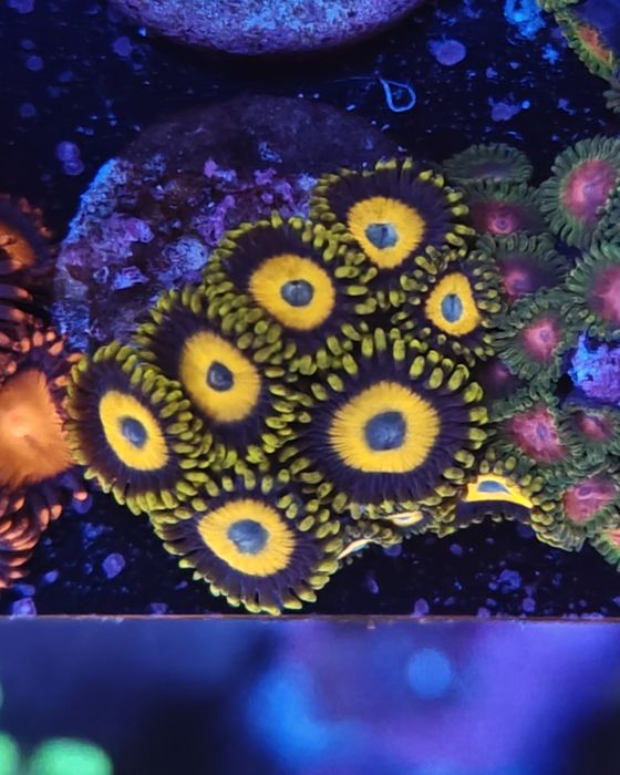 Scrambled Eggs Zoanthus, Corais de água salgada
