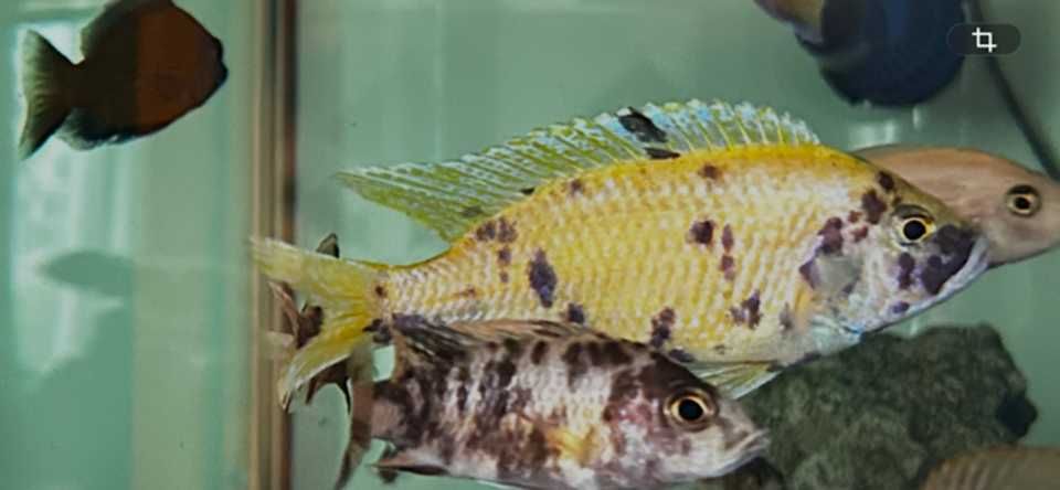 Aulonocara Calico OB amarelo