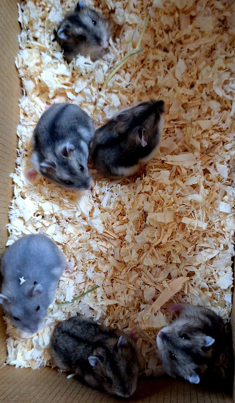 Chomiki dżungarskie.