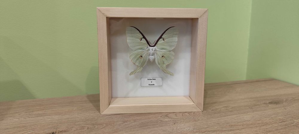 Ramka/gablotka z motylem 15x15 cm, Actias luna