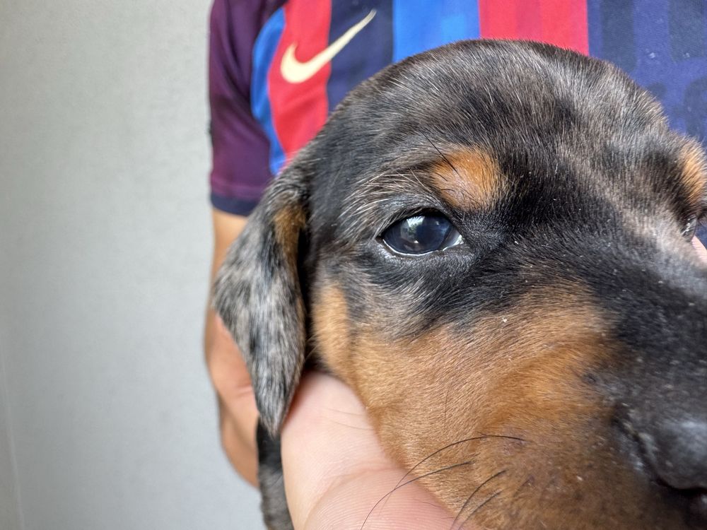 Teckel Blue Merle standard com LOP!
