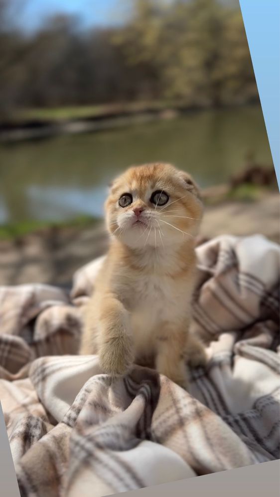Котенята породисті золота шиншила дітлахи шотландські малюки