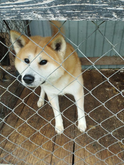 Продам бо їду за кордон