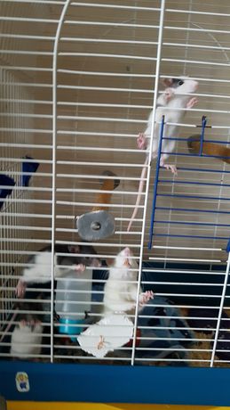 Крысы мальчики красивые