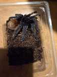 chromatopelma cyaneopubescens samica ponad 5dc