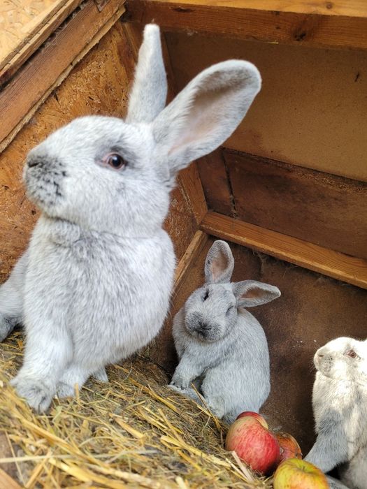 Wjs Wielki Jasno Srebrzysty samce