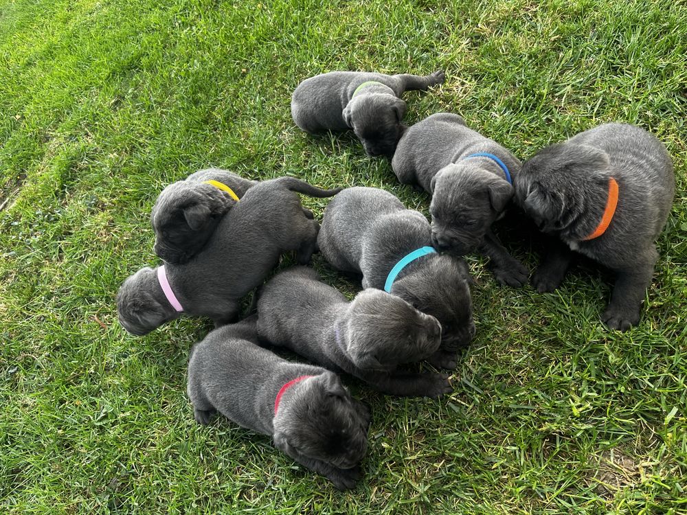 Cane Corso szczeniak