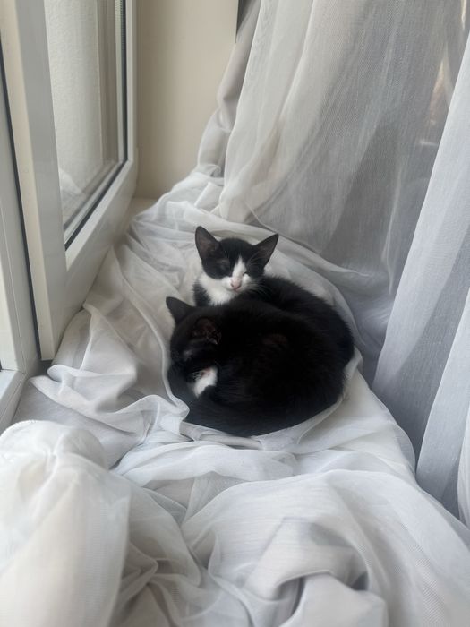 Котик, кошеня, киця, кітик, кицюня