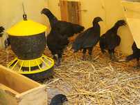 Czarna kura Ayam cemani