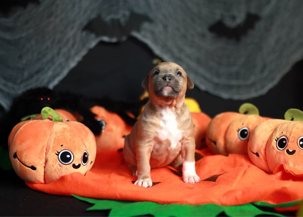 American Staffordshore Terrier Samica Champion Blue Line