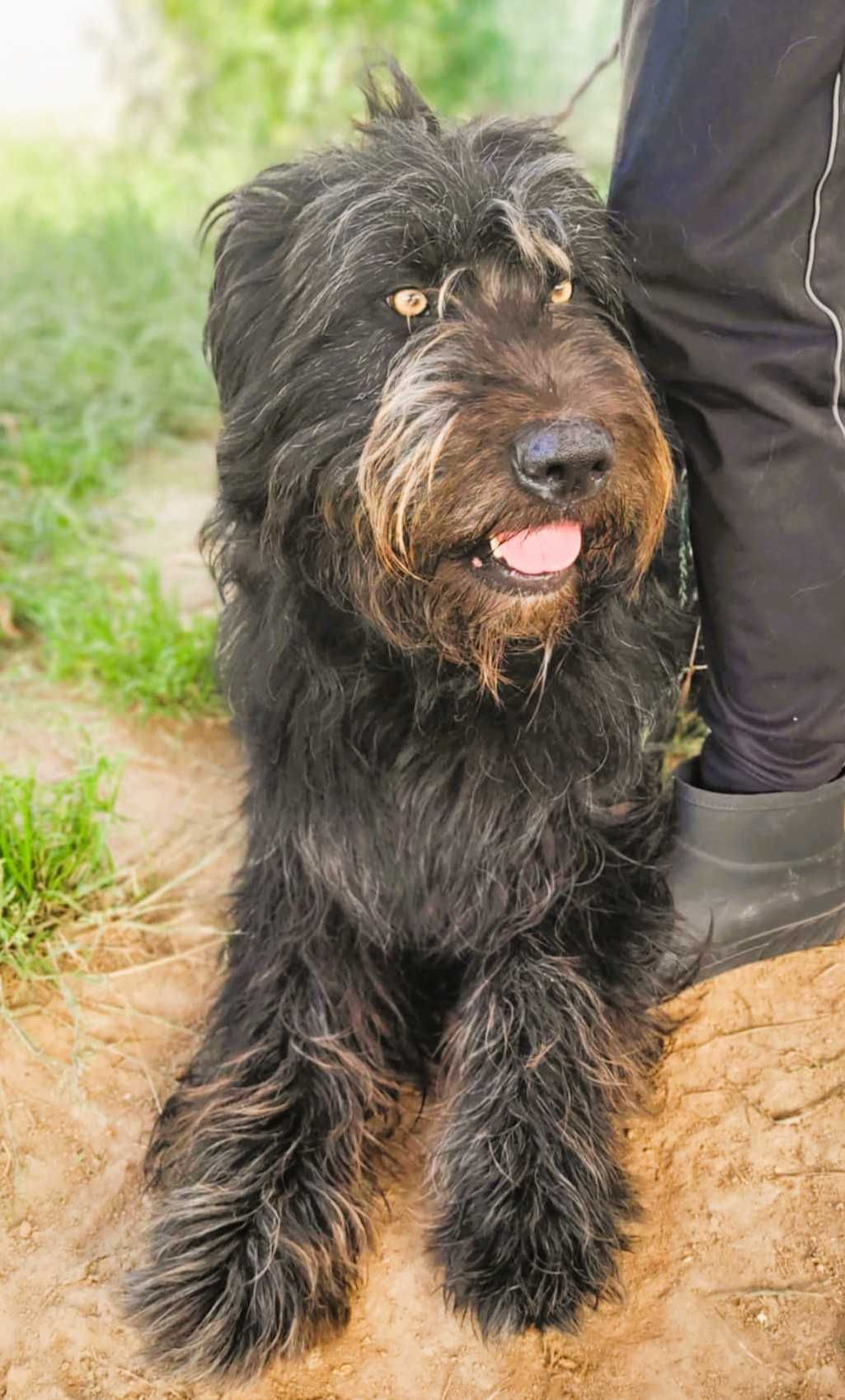 BRYTAN - 2 letni psiak w typie sznaucera szuka domu