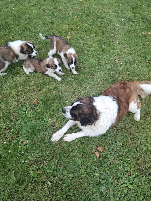 Szczenię Bernardyn suczka