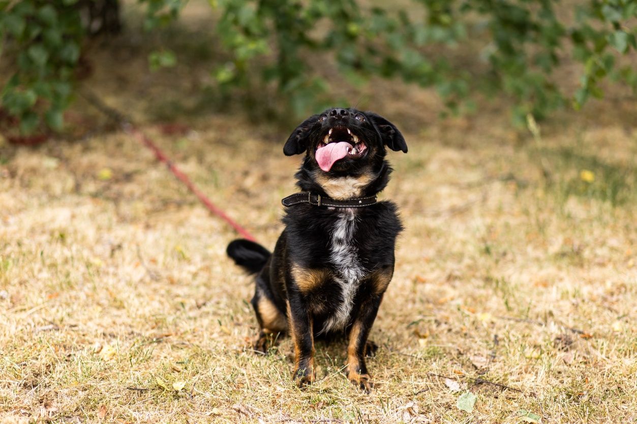 Rocky - mikropsiak, maluch szuka domu! Do adopcji