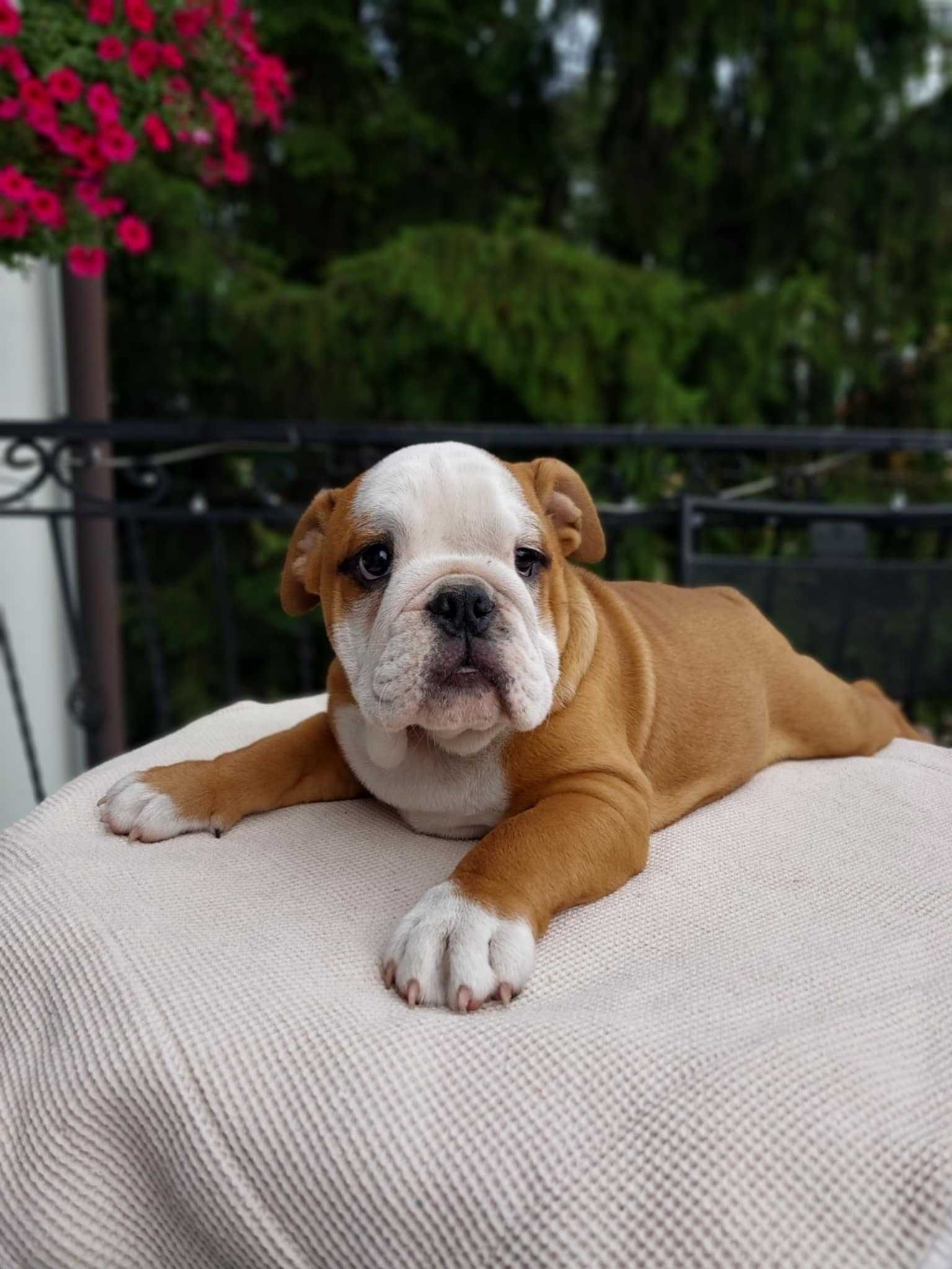 Suczka buldog angielski