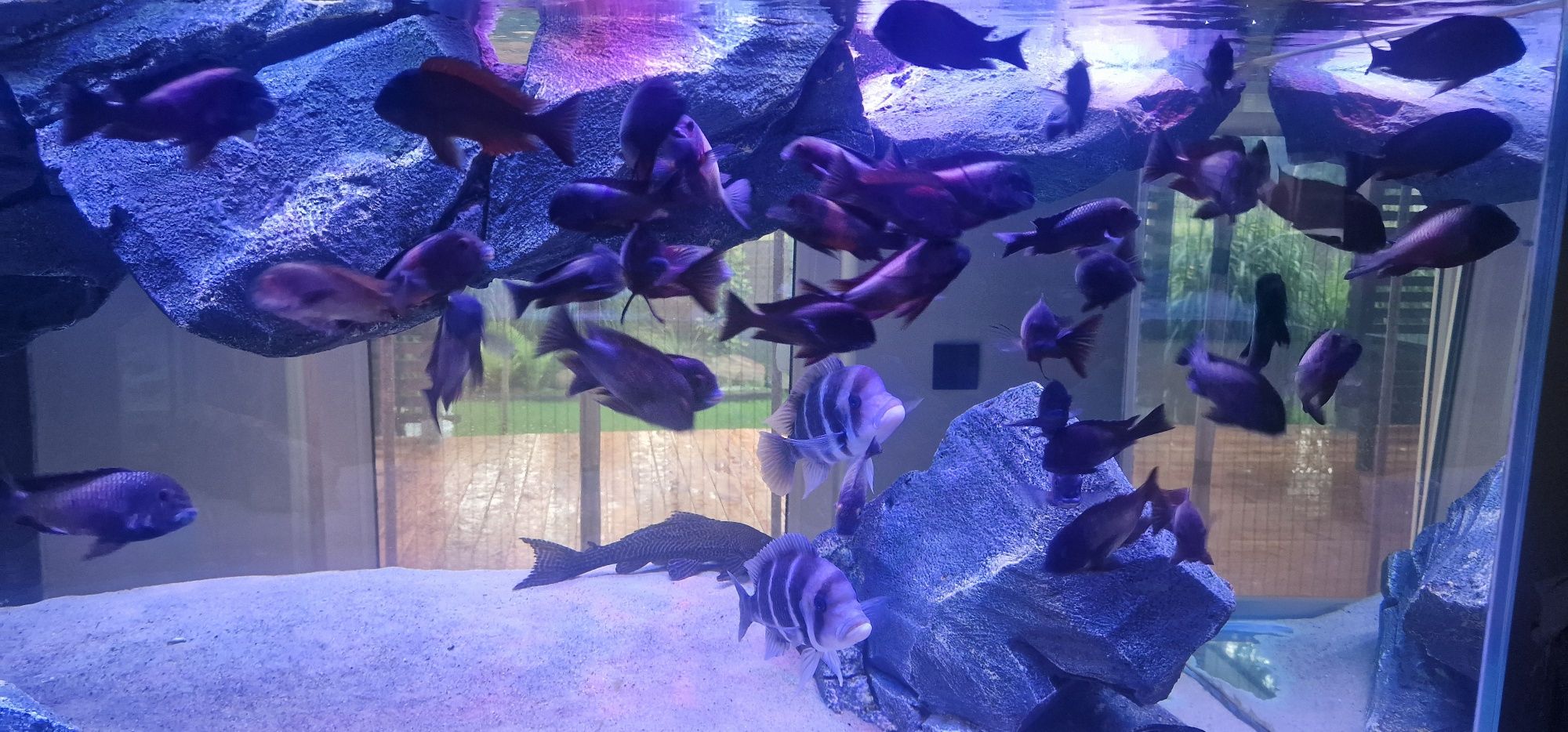 Akwarium 150x80x70 opti 12mm plus sump tropheusy frontosa