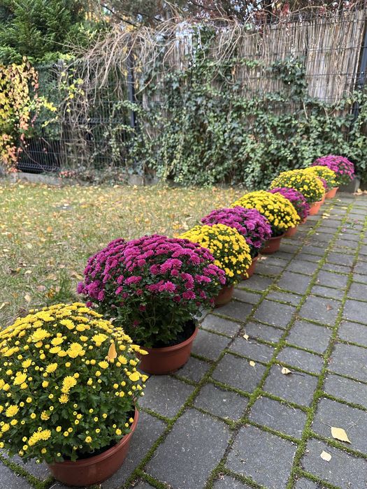 chryzantema drobnokwiatowa