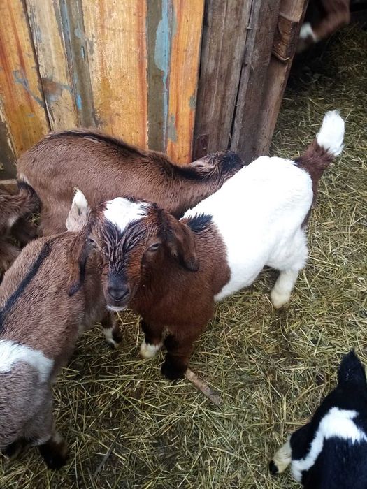 Продам нубійські козенятка