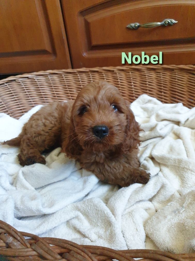 Cockapoo. Chlopczyk Nobel. Pudel miniaturowy/ Cocker spaniel