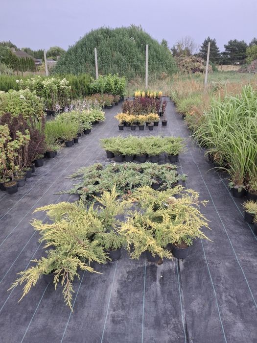 Hortensja różne odmiany