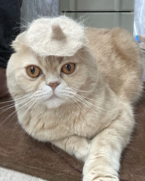 Віддам в добрі руки