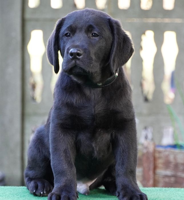 Labrador retriever -czarny piesek ZKwP/FC - gotowy do odbioru.