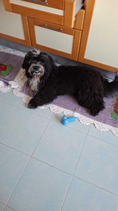 Estou doando esse cão d'água