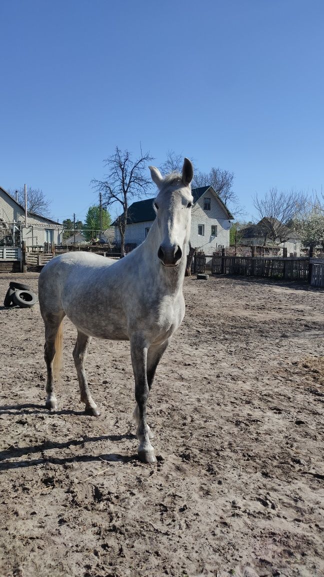 Кобила, кінь, лошадь