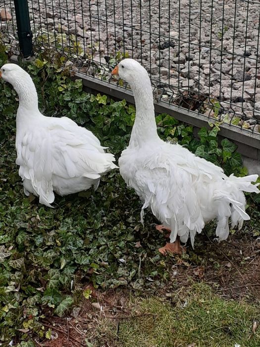 Gęsi ozdobne lokowane sewastopolskie 600zł.