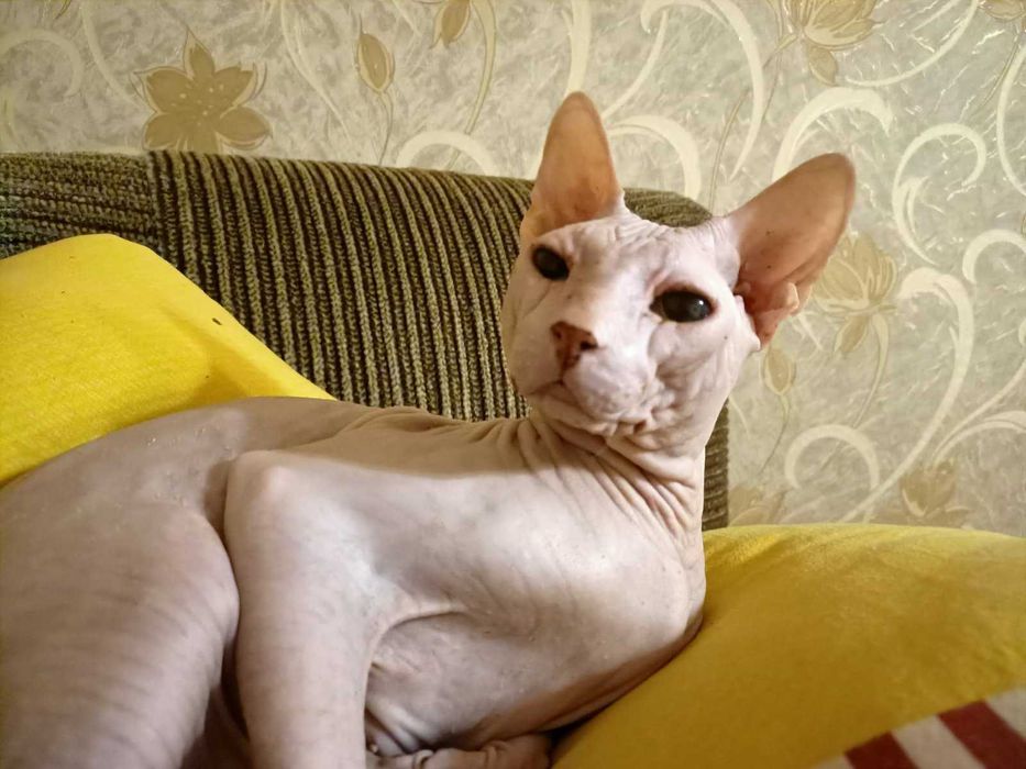 Донской сфинкс (опытный) ищет невесту