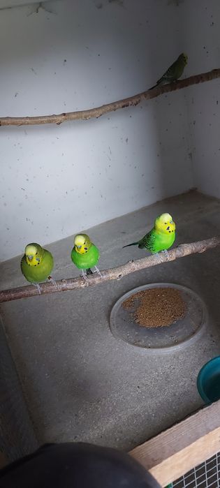 Papuga falista samiec