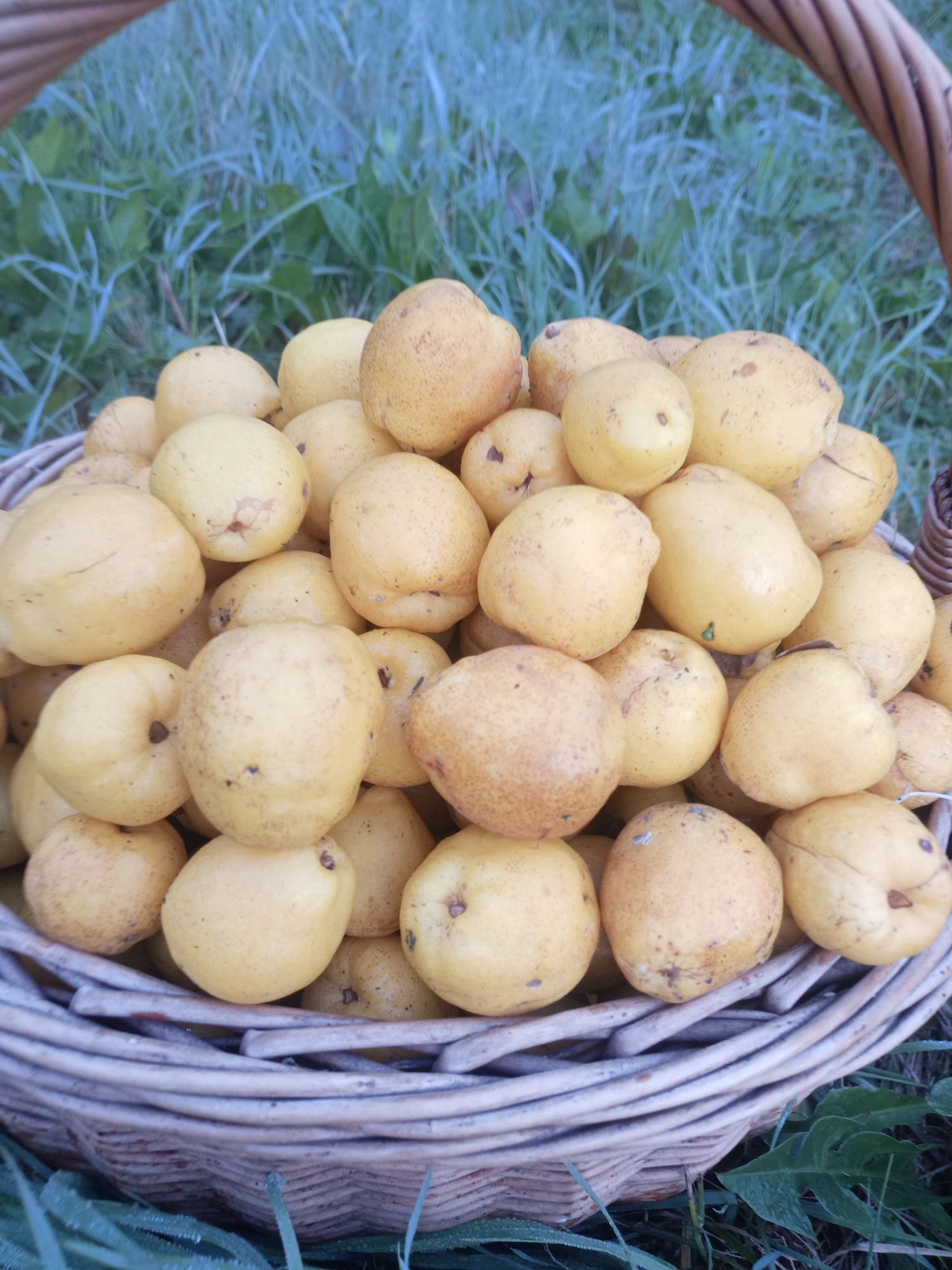 Pigwowiec japoński 10 kg 2 sort