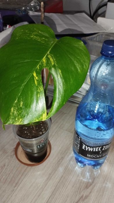Monstera YELLOW SPLASH Aurea Marmorata Variegata ukorzeniona
