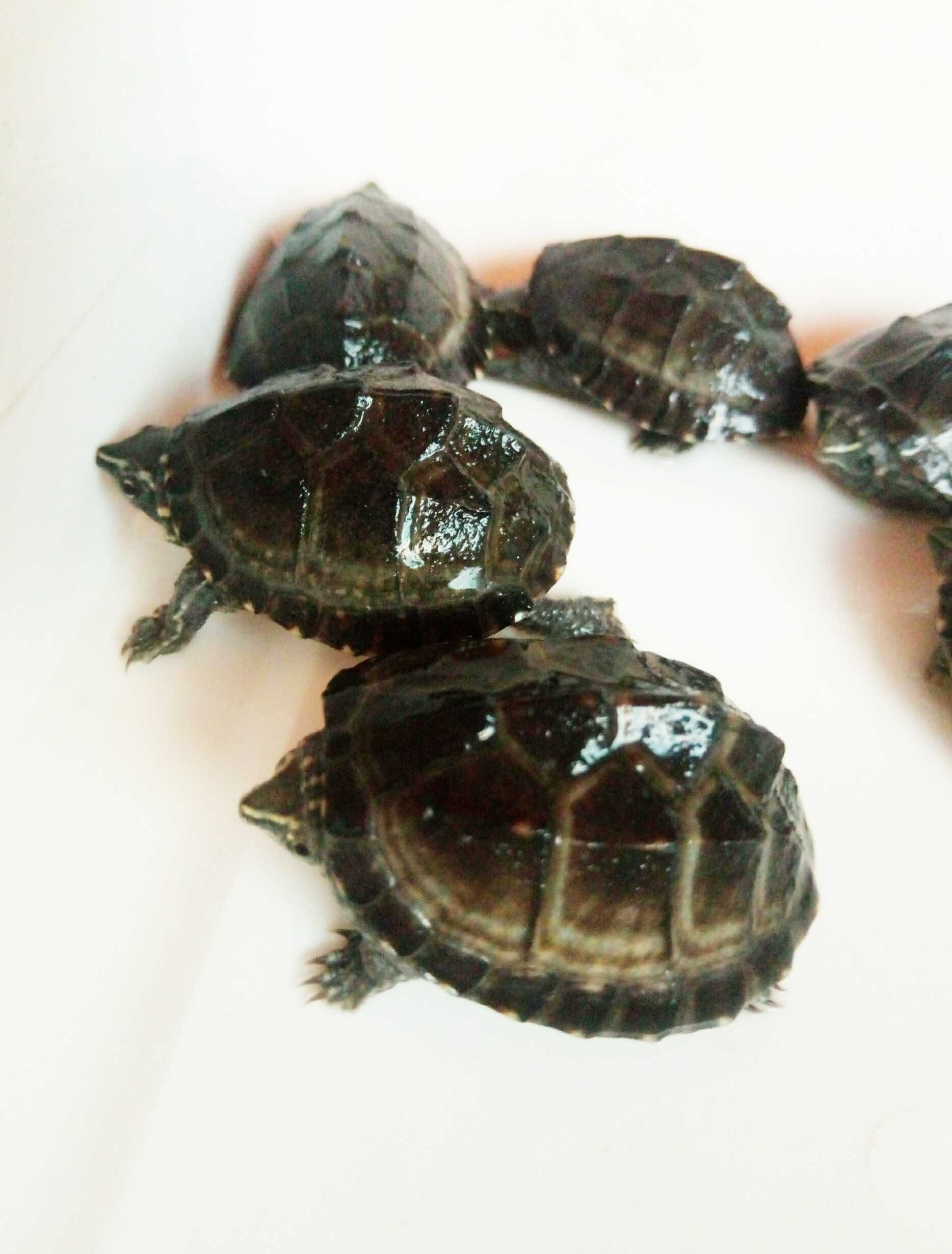 Черепахи рiзних видiв воднi, водно- сухопутнi