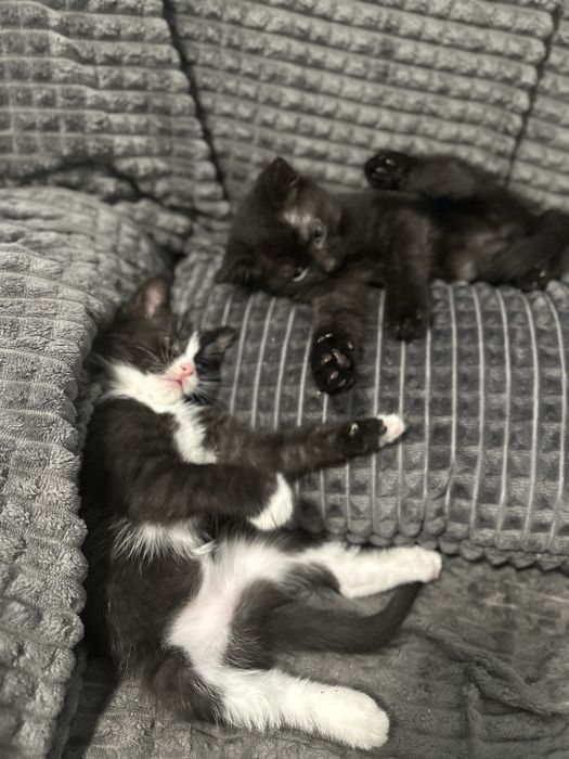 БЕЗКОШТОВНО Вінниця віддам котят в хороші руки