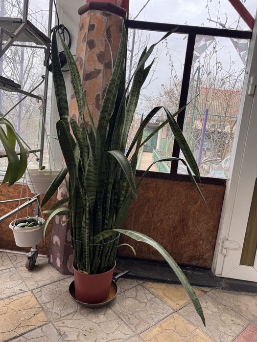 Комнатные, офисные цветы