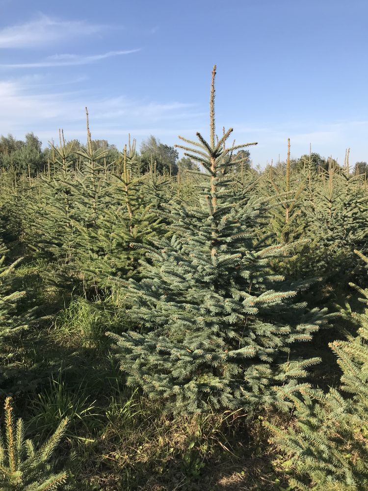 Choinki drzewka bożonarodzeniowe świerk zielony srebrny jodła kaukaska