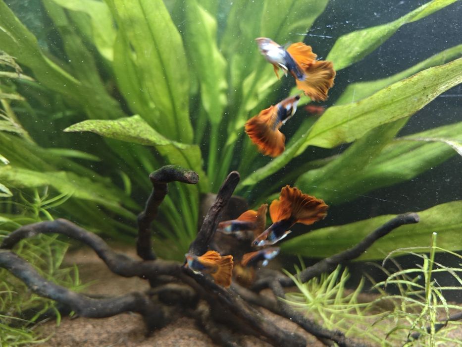 Guppy HB Red Rose Cauliflower