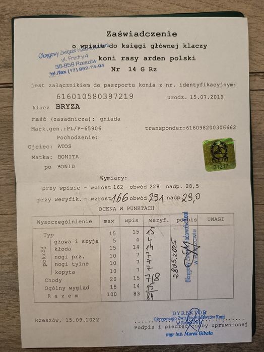 Klacz zimnokrwista - arden polski 84 pkt