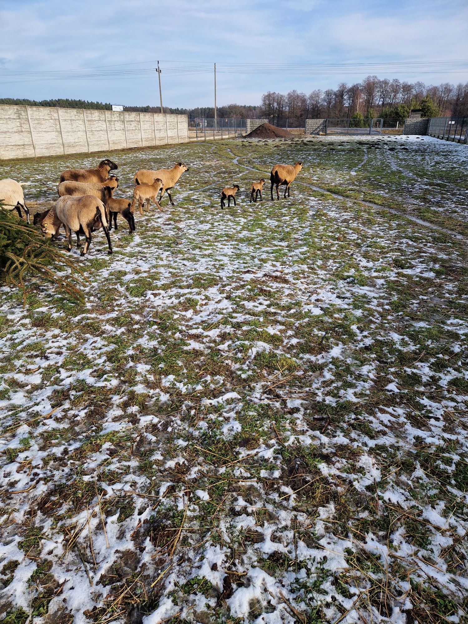 Owce kamerunskie
