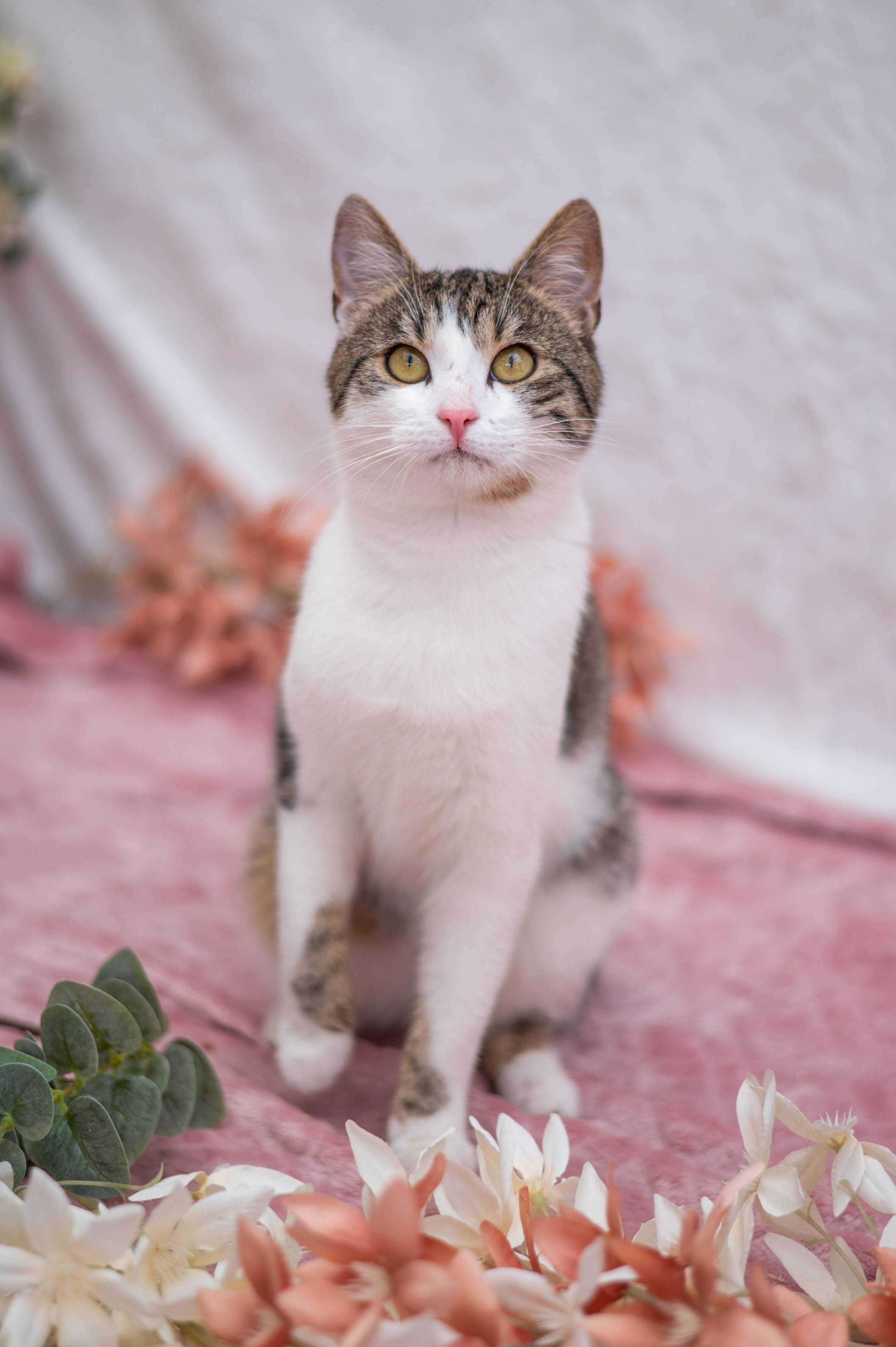 COFFEE kocur do adopcji