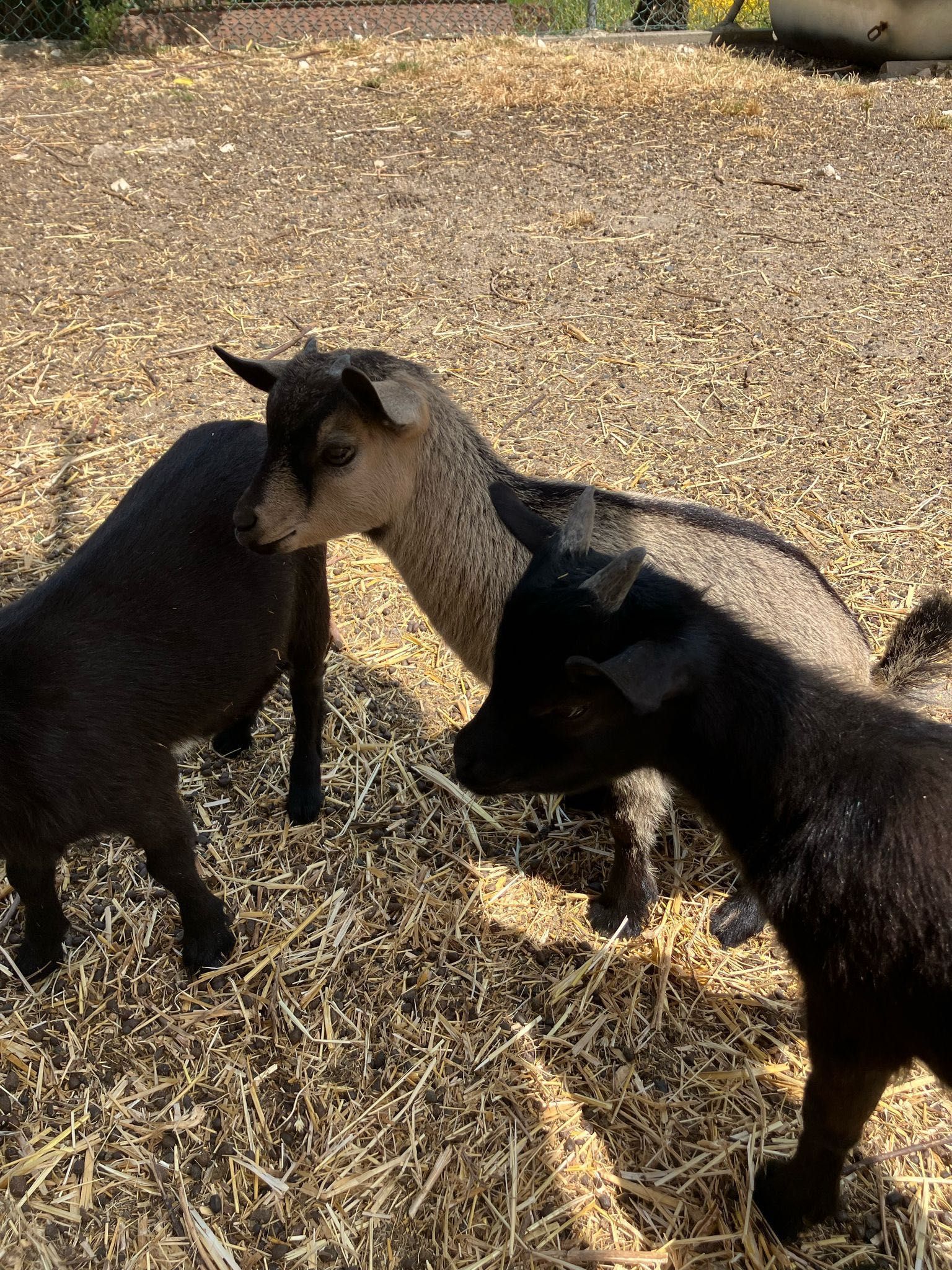 Cabras anãs bebés
